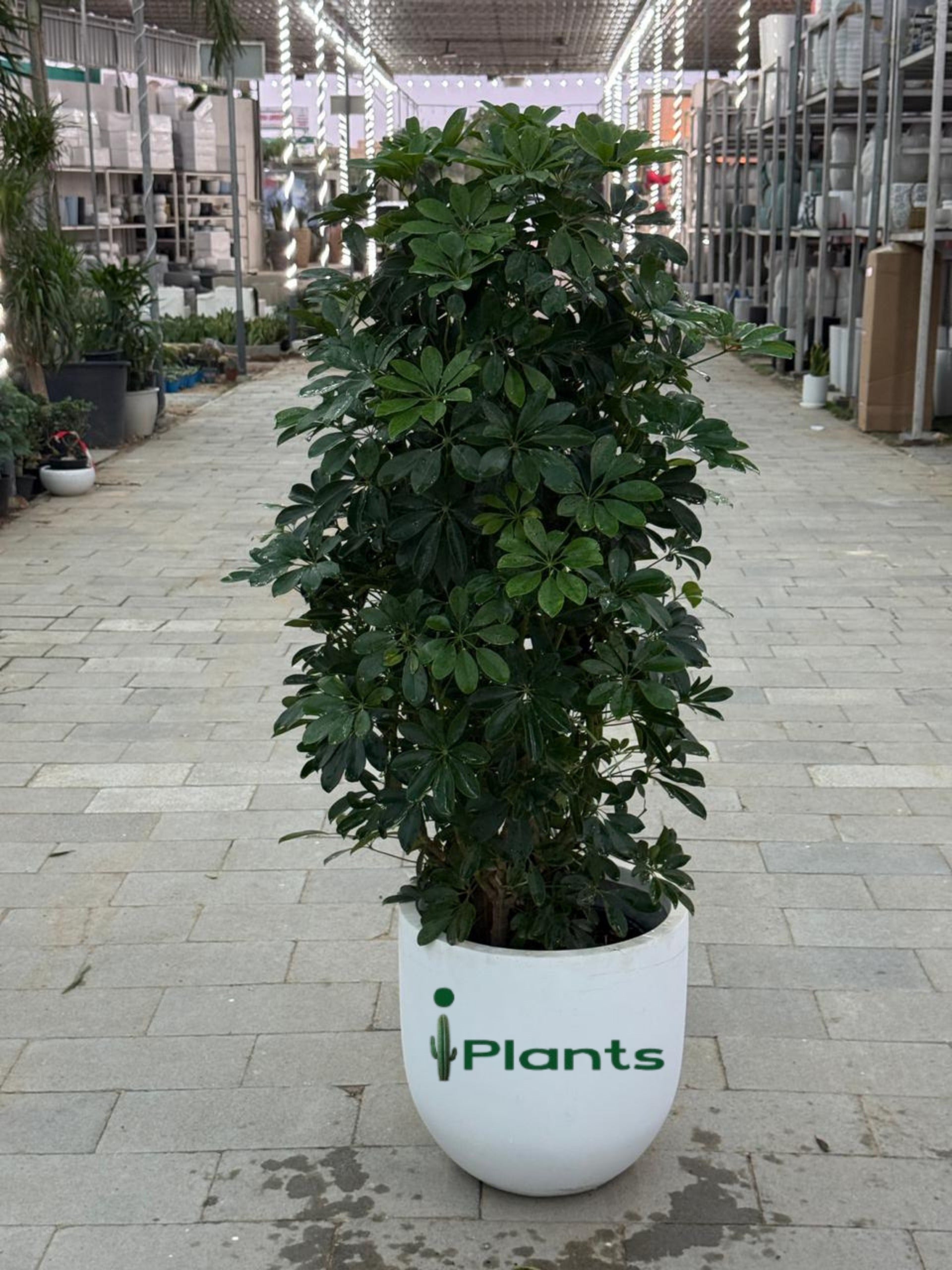 Schefflera Green (Umbrella Plant)