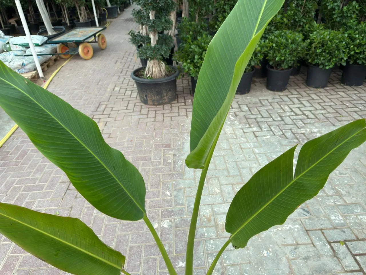 Travellers Palm (Ravenala) iPlants
