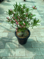 Desert rose (Thick Stem) iPlants