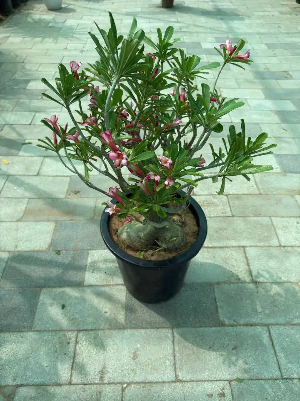 Desert rose (Thick Stem) iPlants