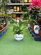 Peace Lilly Green Heaven Plants
