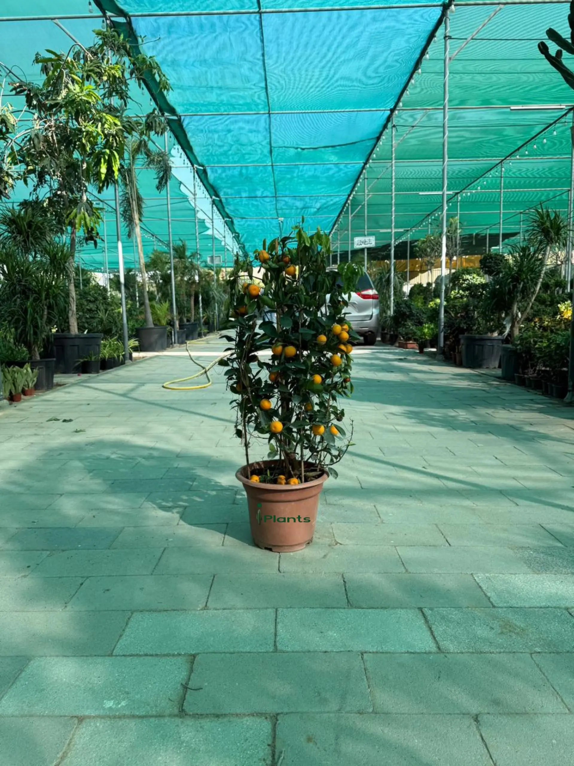 Calamansi (Citrofortunella Microcarpa) or Mandarin Plant iPlants