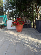 Bougainvillea Tomato iPlants