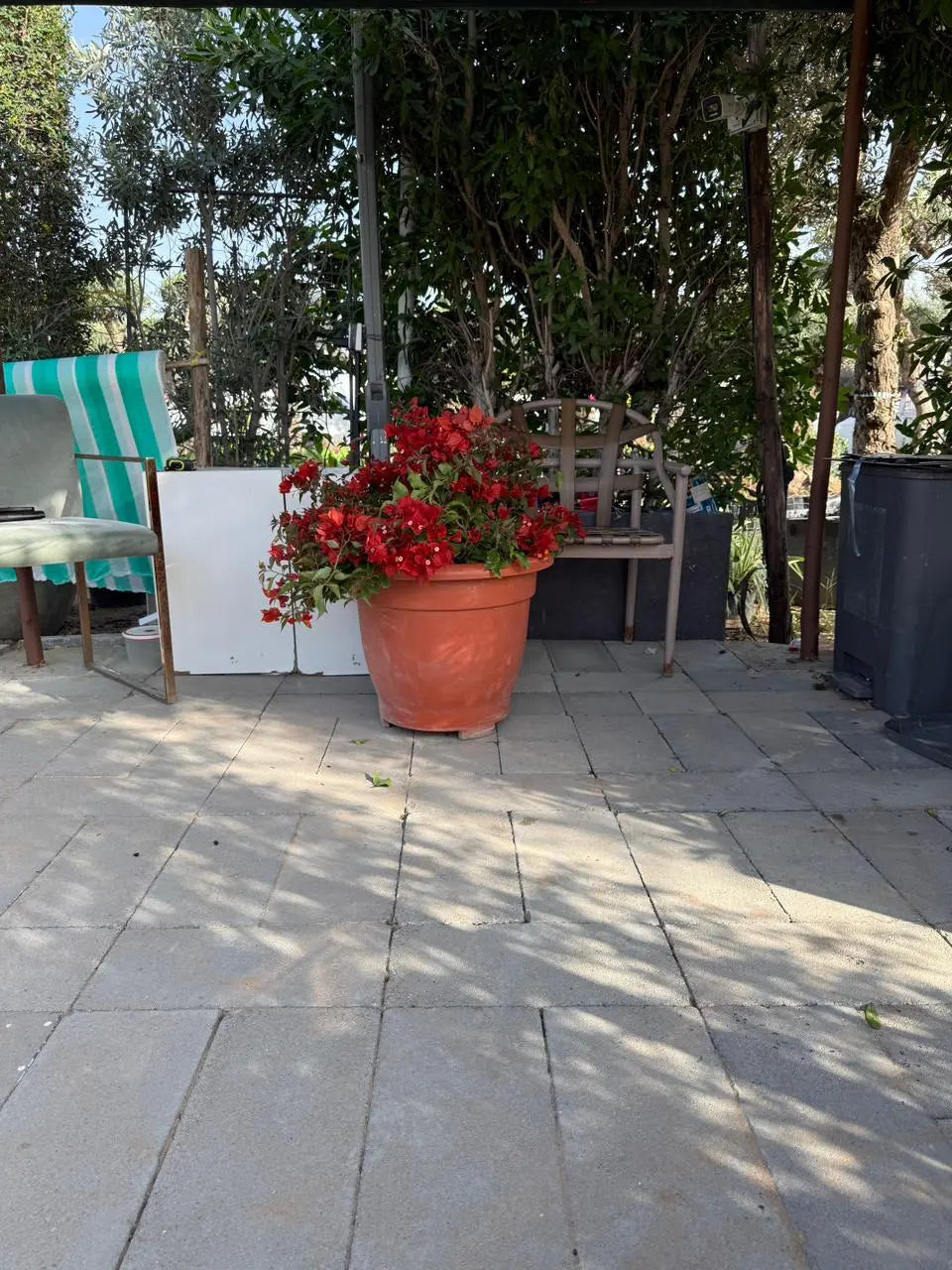 Bougainvillea Tomato iPlants