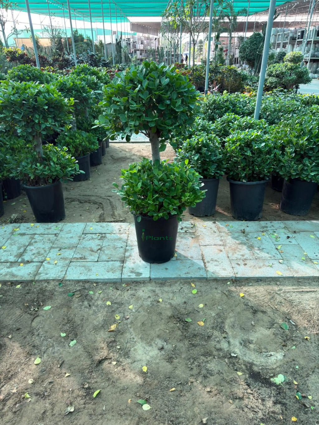 Ficus panda 2 head iPlants