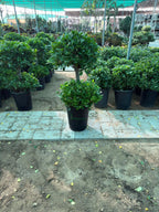 Ficus panda 2 head iPlants