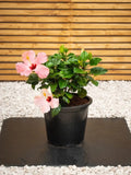 Hibiscus Plant iPlants
