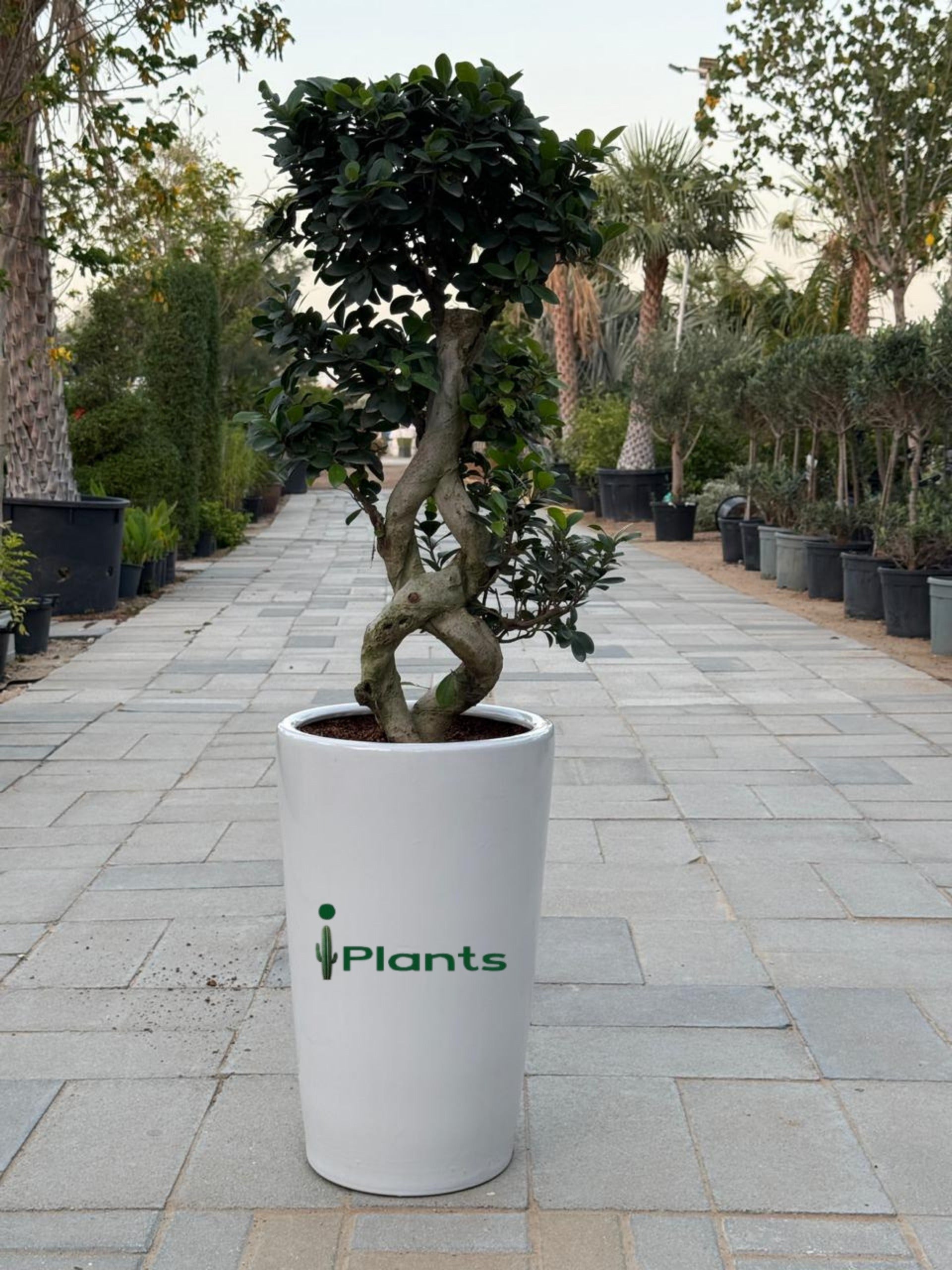 Ficus Bonsai 8 shape