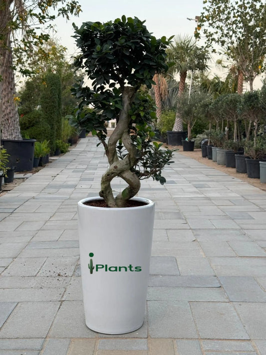 Ficus Bonsai 8 shape iPlants