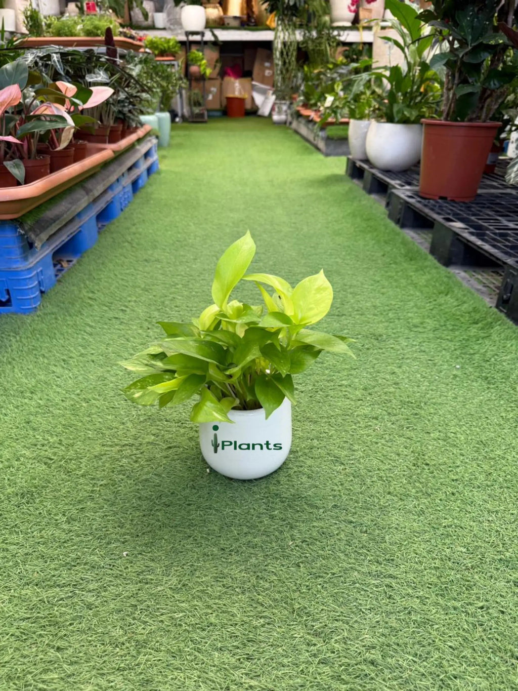 Golden Pothos iPlants