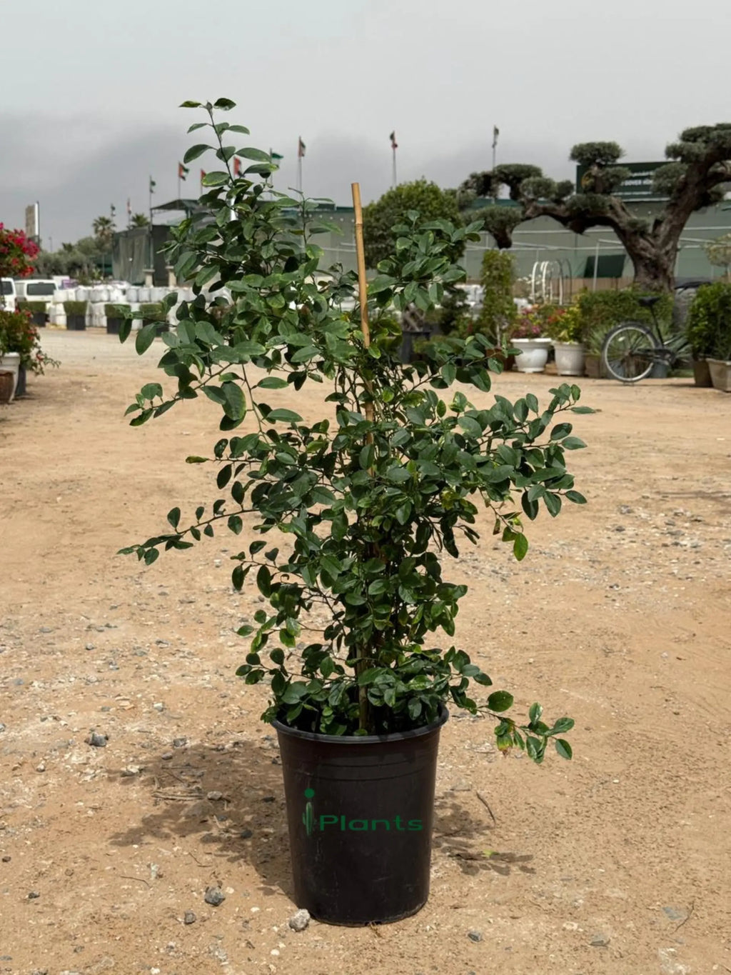 Citrus Omani Lemon iPlants