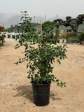 Citrus Omani Lemon iPlants