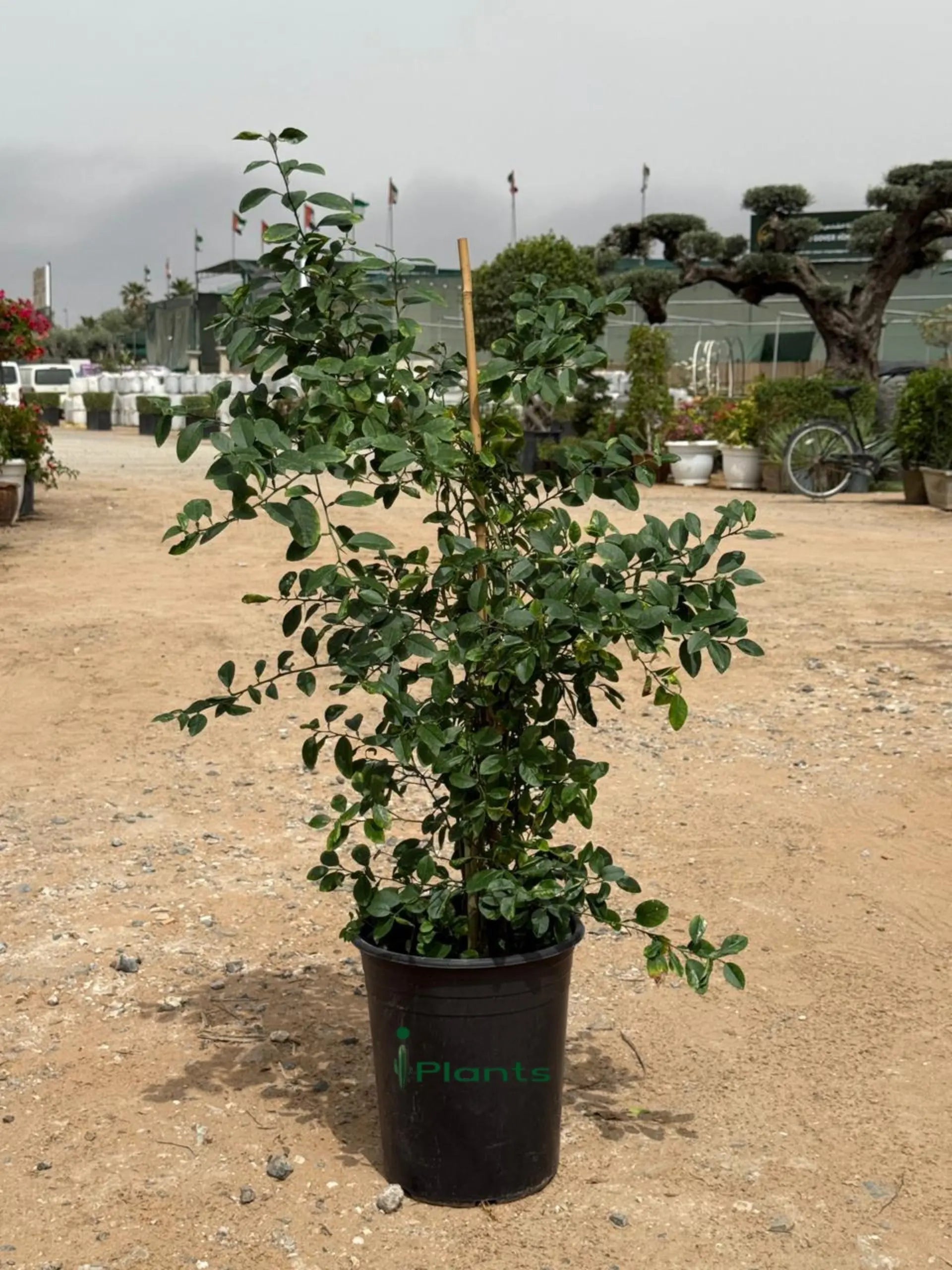 Citrus Omani Lemon iPlants