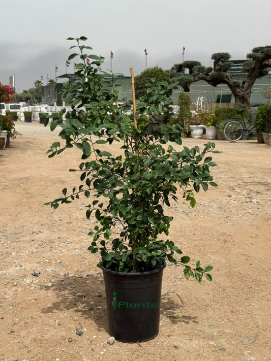 Citrus Omani Lemon iPlants