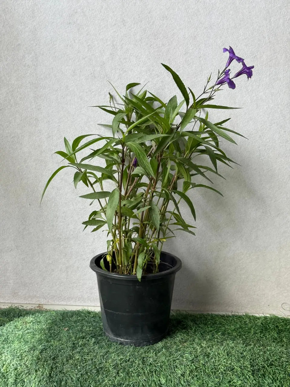 Ruellia iPlants