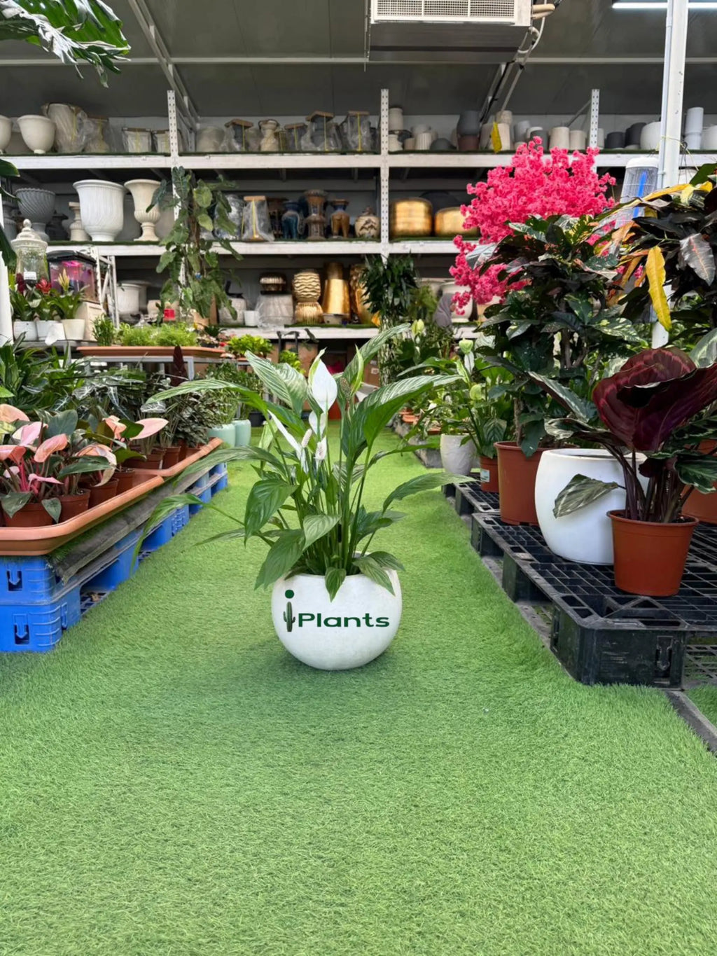 Peace Lilly Green Heaven Plants