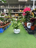 Peace Lilly Green Heaven Plants
