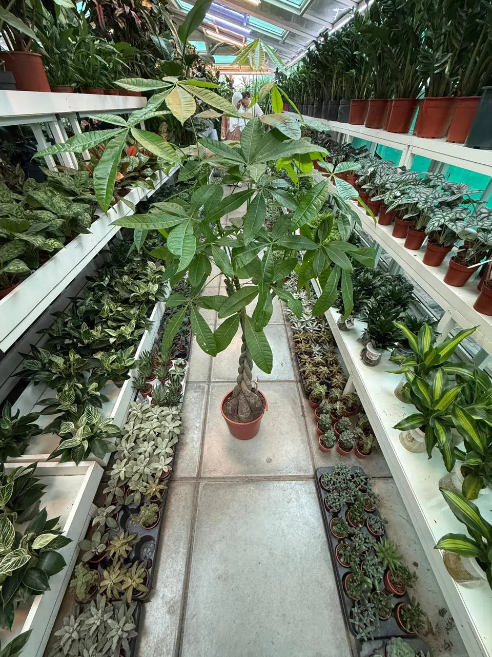 Money Tree (Pachera twisted) iPlants