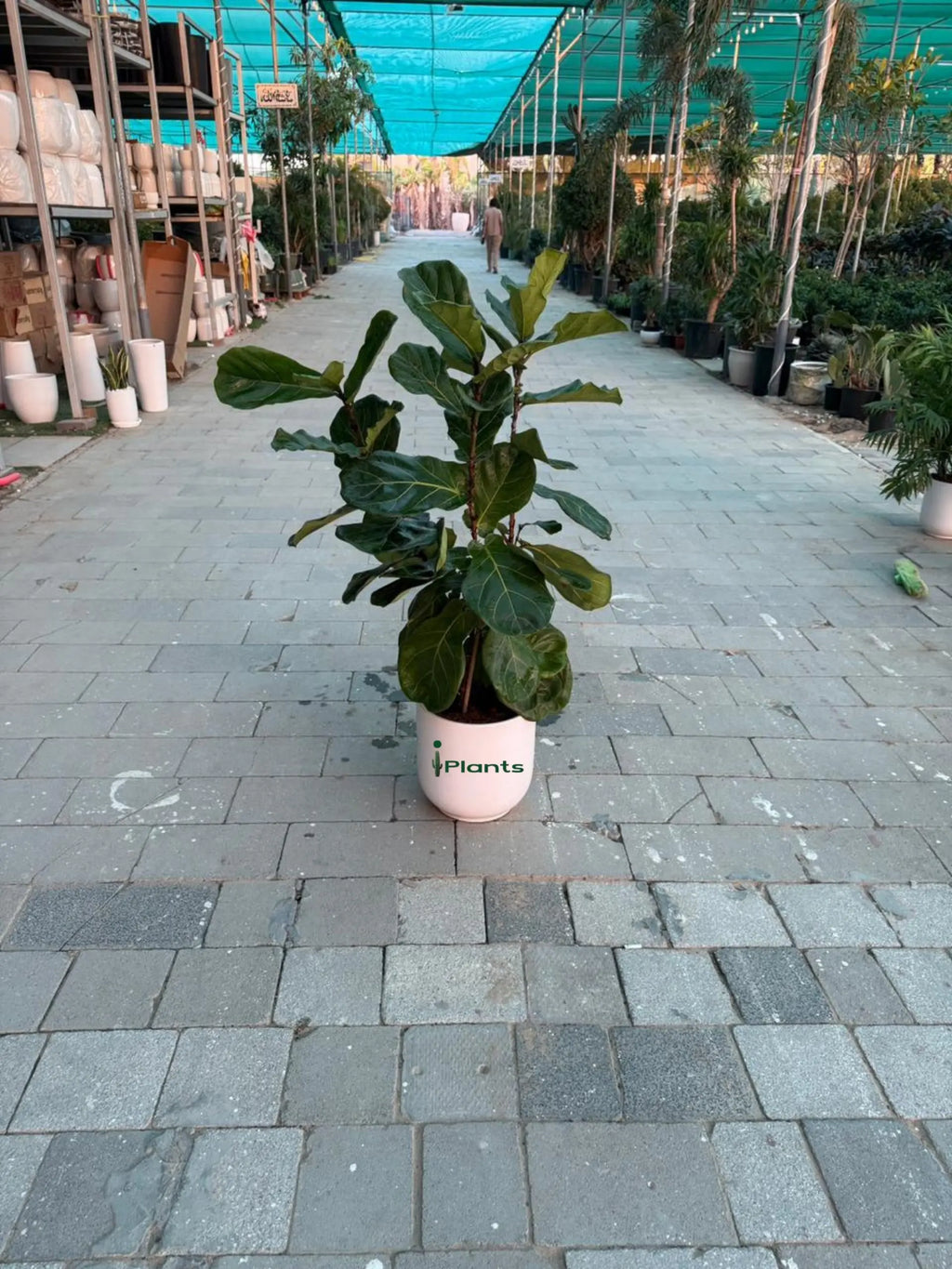 Fiddle leaf tree (Ficus Lyrata) iPlants