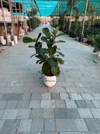 Fiddle leaf tree (Ficus Lyrata) iPlants