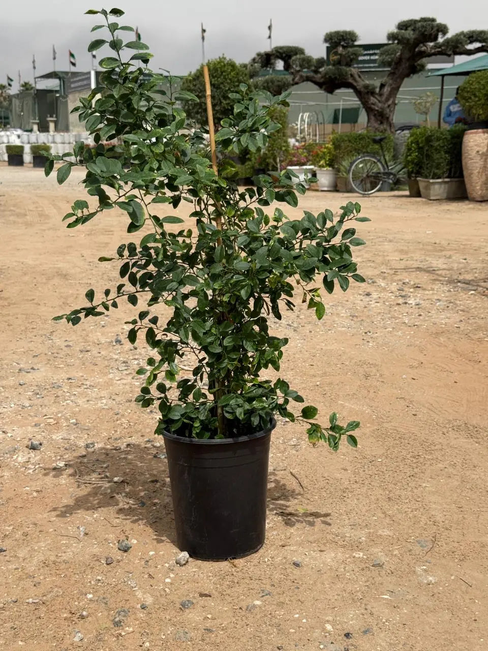 Citrus Omani Lemon iPlants