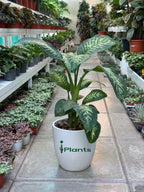 Dieffenbachia Plant iPlants