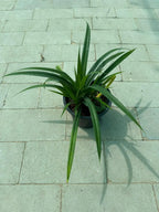 Pandanus Green iPlants