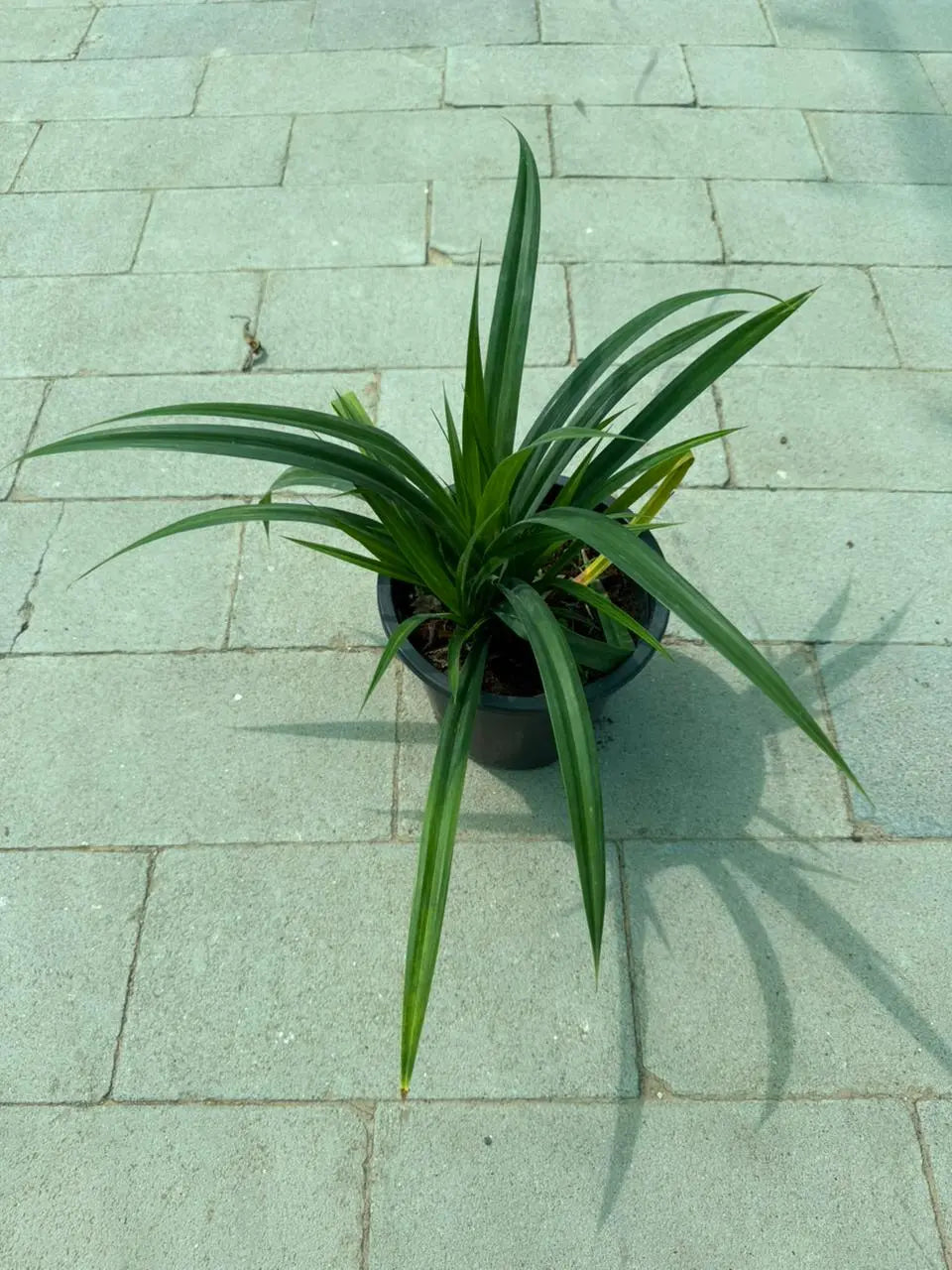 Pandanus Green iPlants