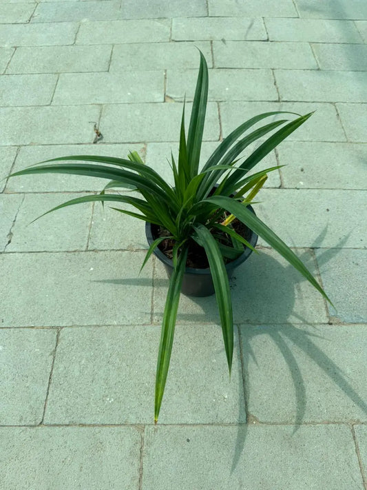 Pandanus Green iPlants