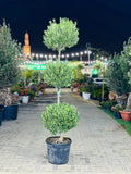 Olive Plant- Three Head iPlants