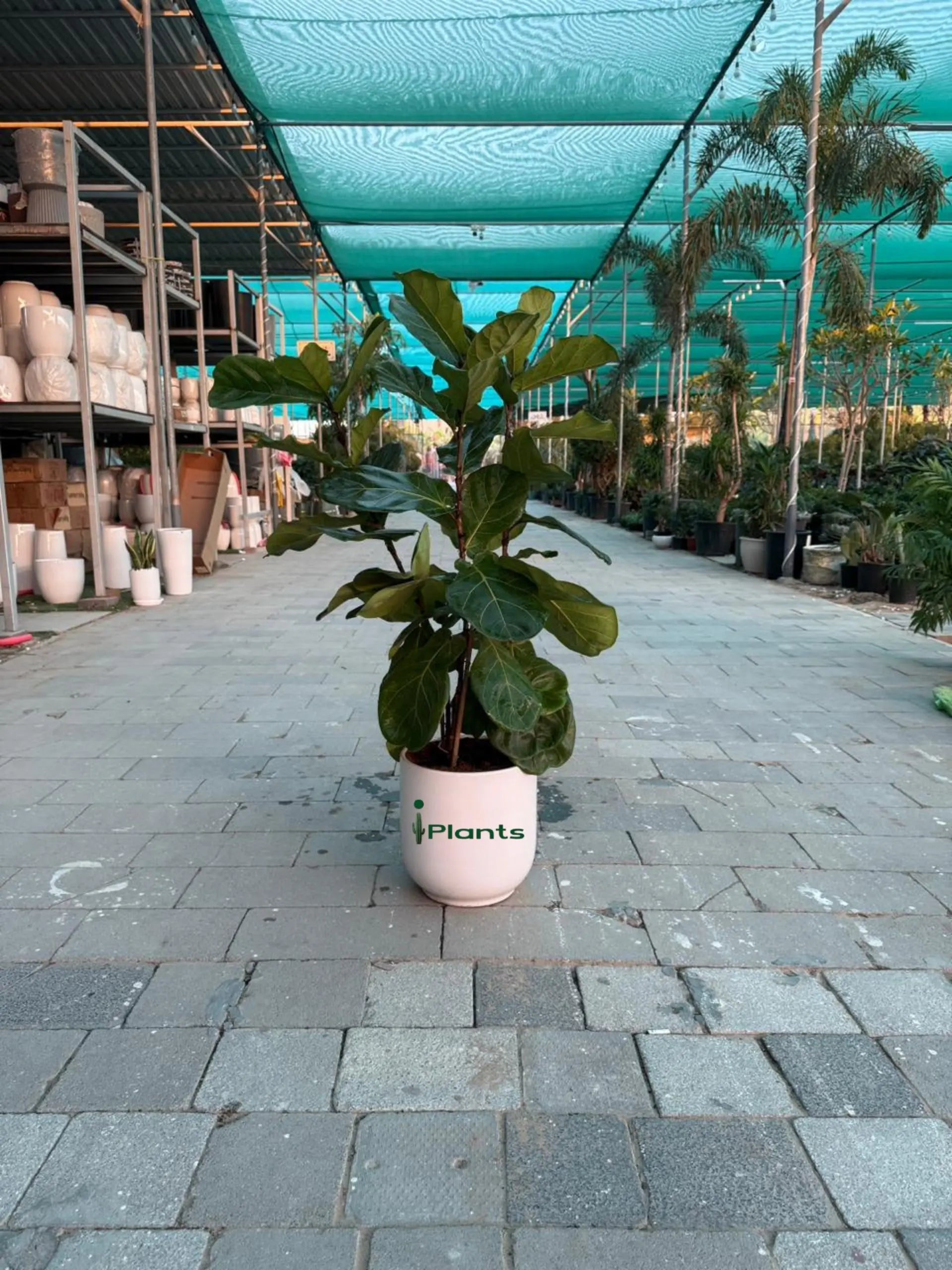 Fiddle leaf tree (Ficus Lyrata) iPlants