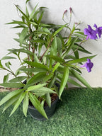 Ruellia iPlants