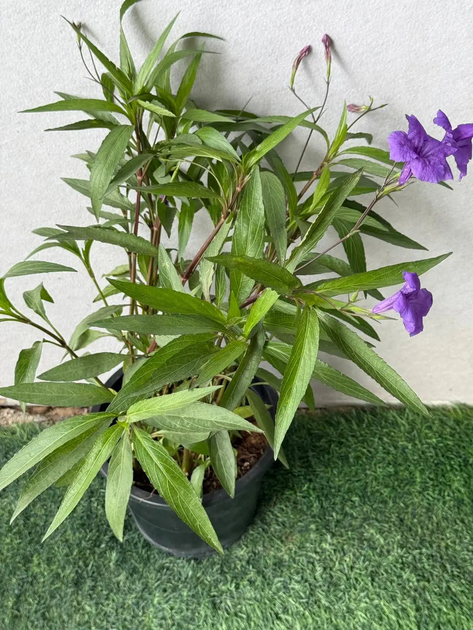 Ruellia iPlants