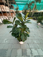 Fiddle leaf tree (Ficus Lyrata) iPlants