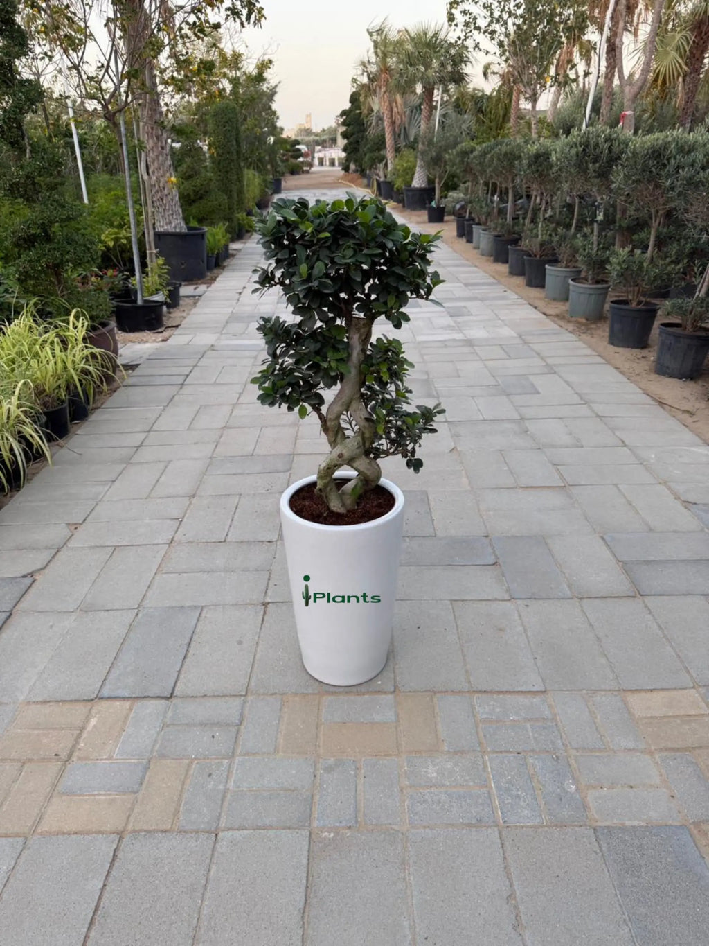 Ficus Bonsai 8 shape iPlants