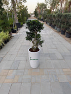 Ficus Bonsai 8 shape iPlants