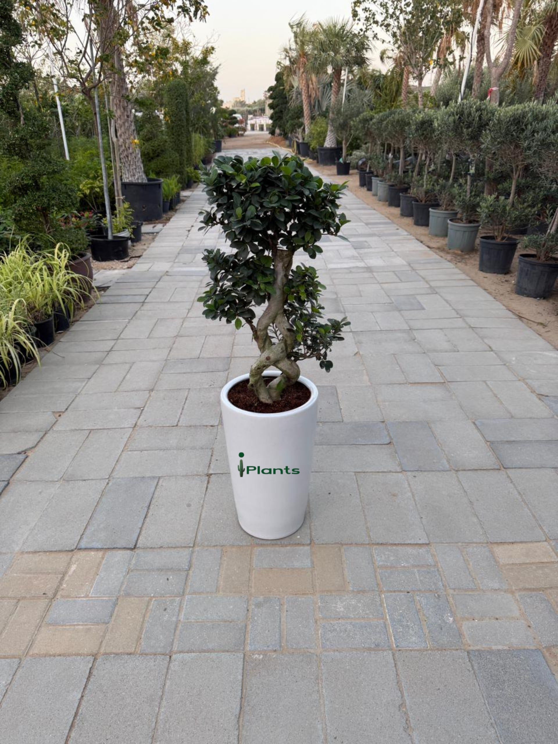 Ficus Bonsai 8 shape