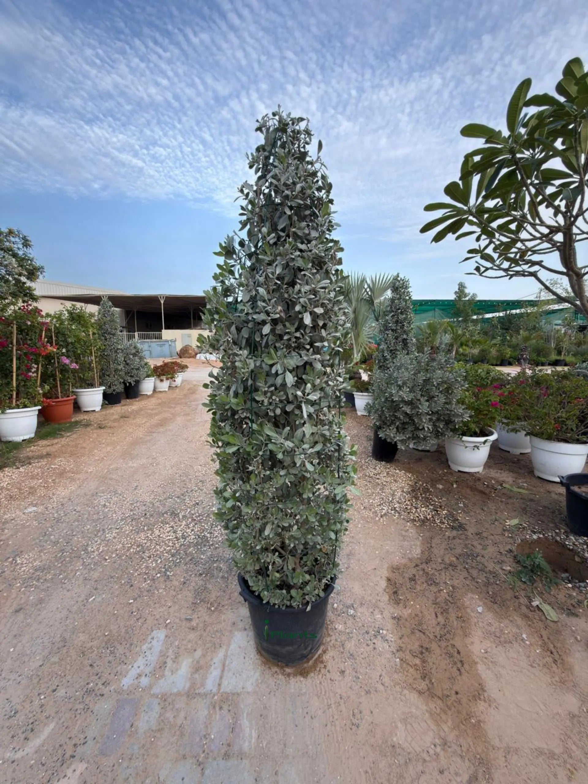 Silver Damas Cone iPlants