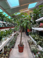 Money Tree (Pachera twisted) iPlants