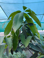 Mango Tree (pakistan) iPlants