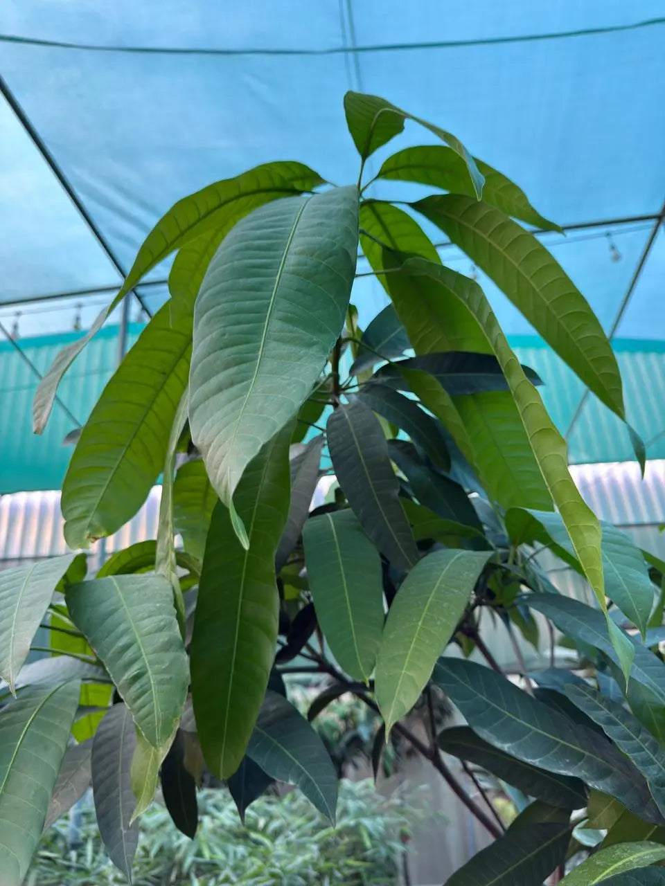 Mango Tree (pakistan) iPlants
