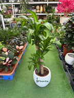 Dracaena Massangeana iPlants