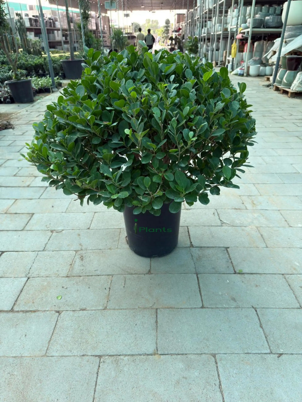Ficus Panda ball iPlants