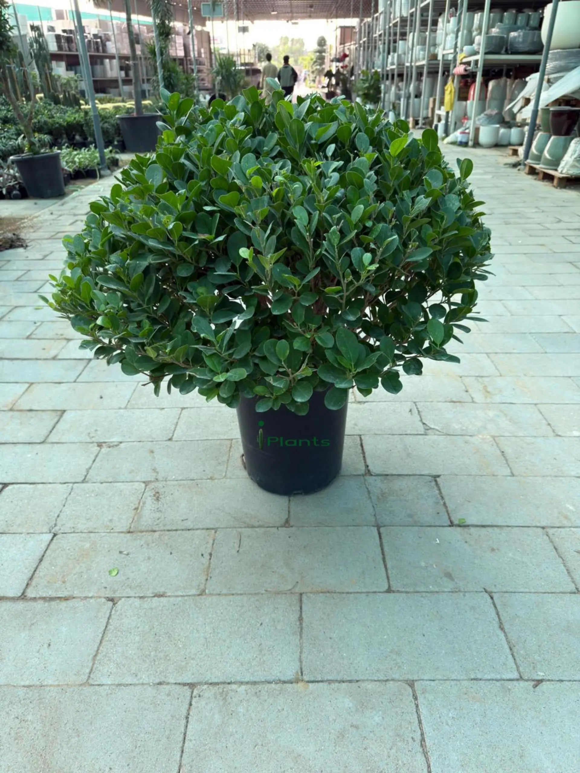 Ficus Panda ball iPlants