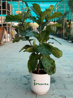 Fiddle leaf tree (Ficus Lyrata) iPlants
