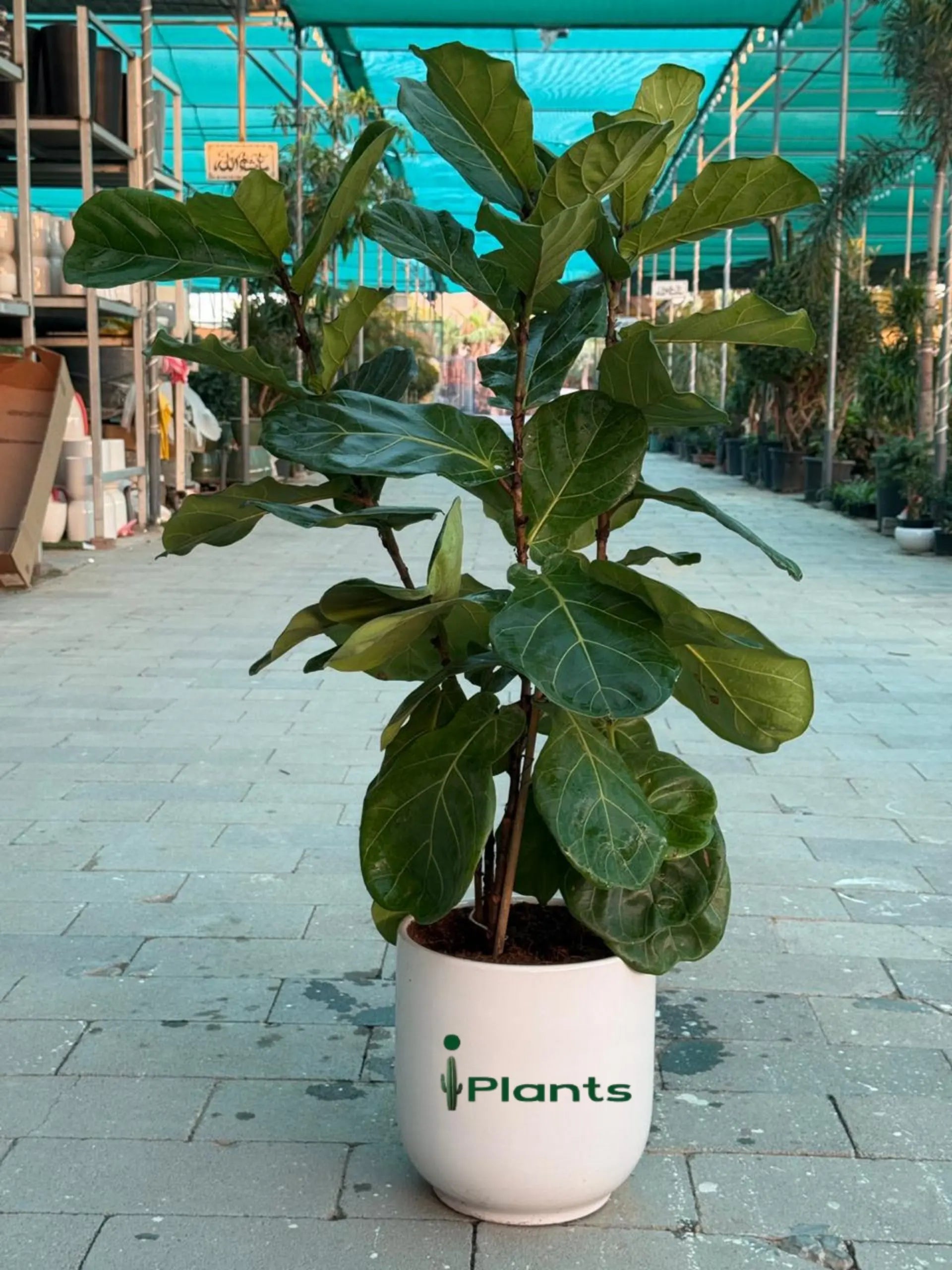 Fiddle leaf tree (Ficus Lyrata) iPlants