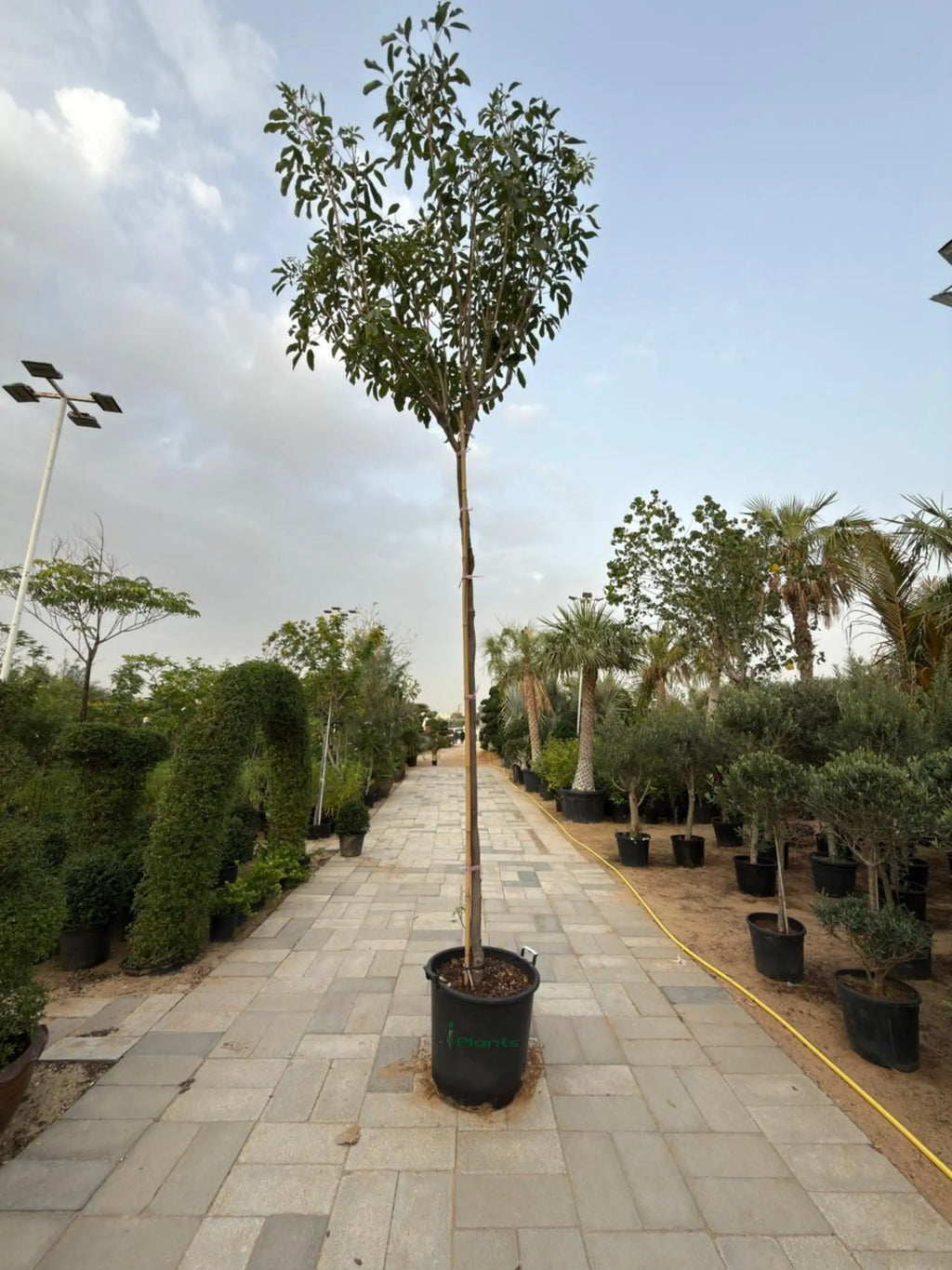 Tabebuia Rosea Plant iPlants