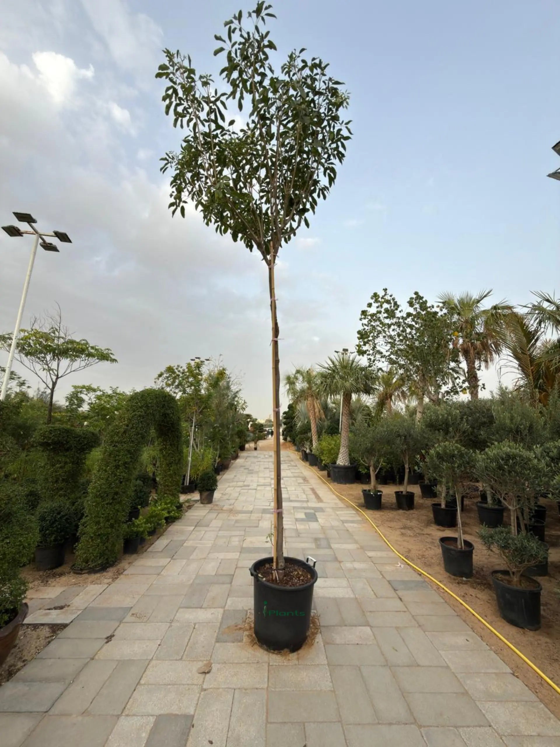 Tabebuia Rosea Plant iPlants