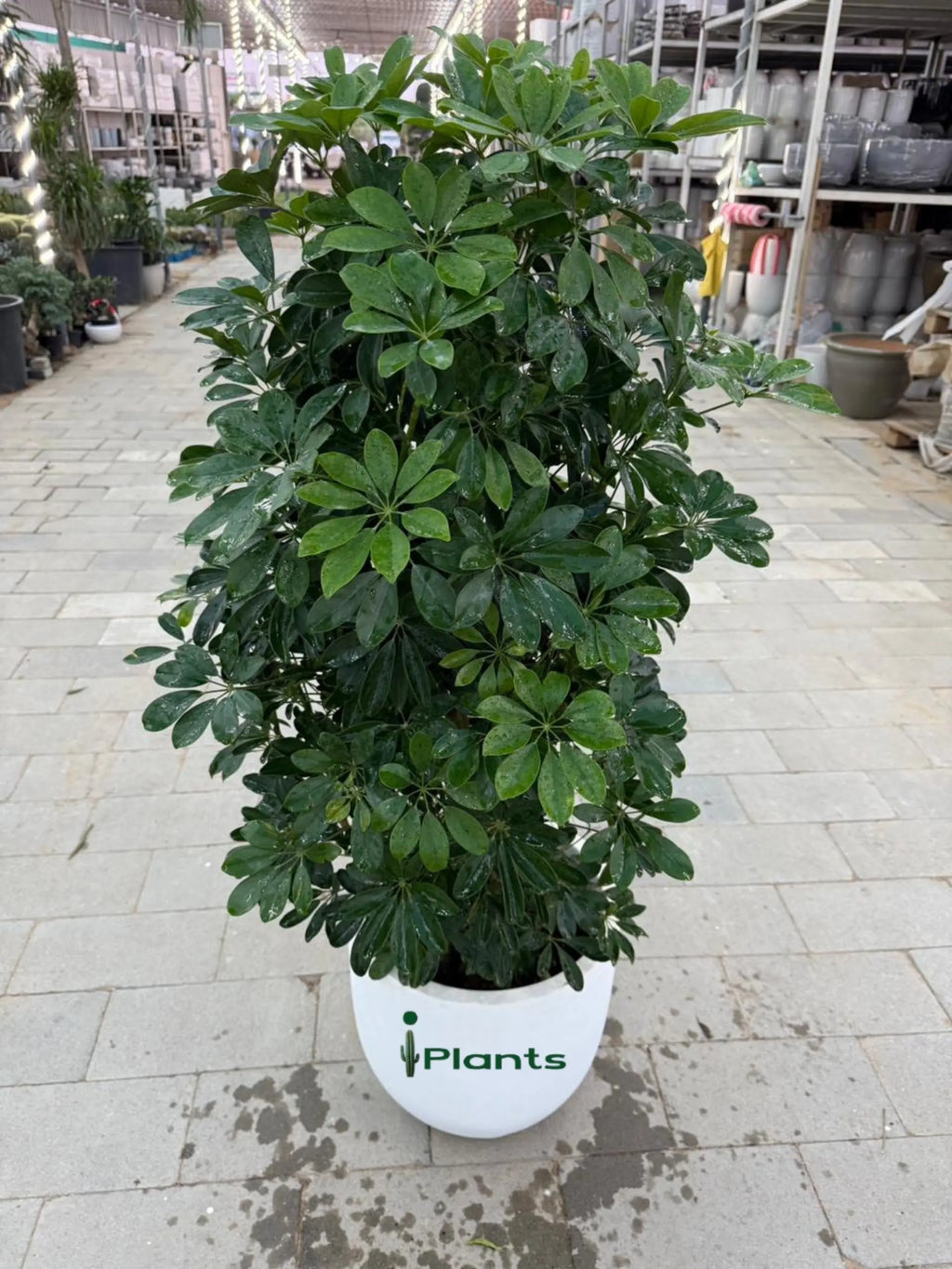 Schefflera Green (Umbrella Plant) iPlants