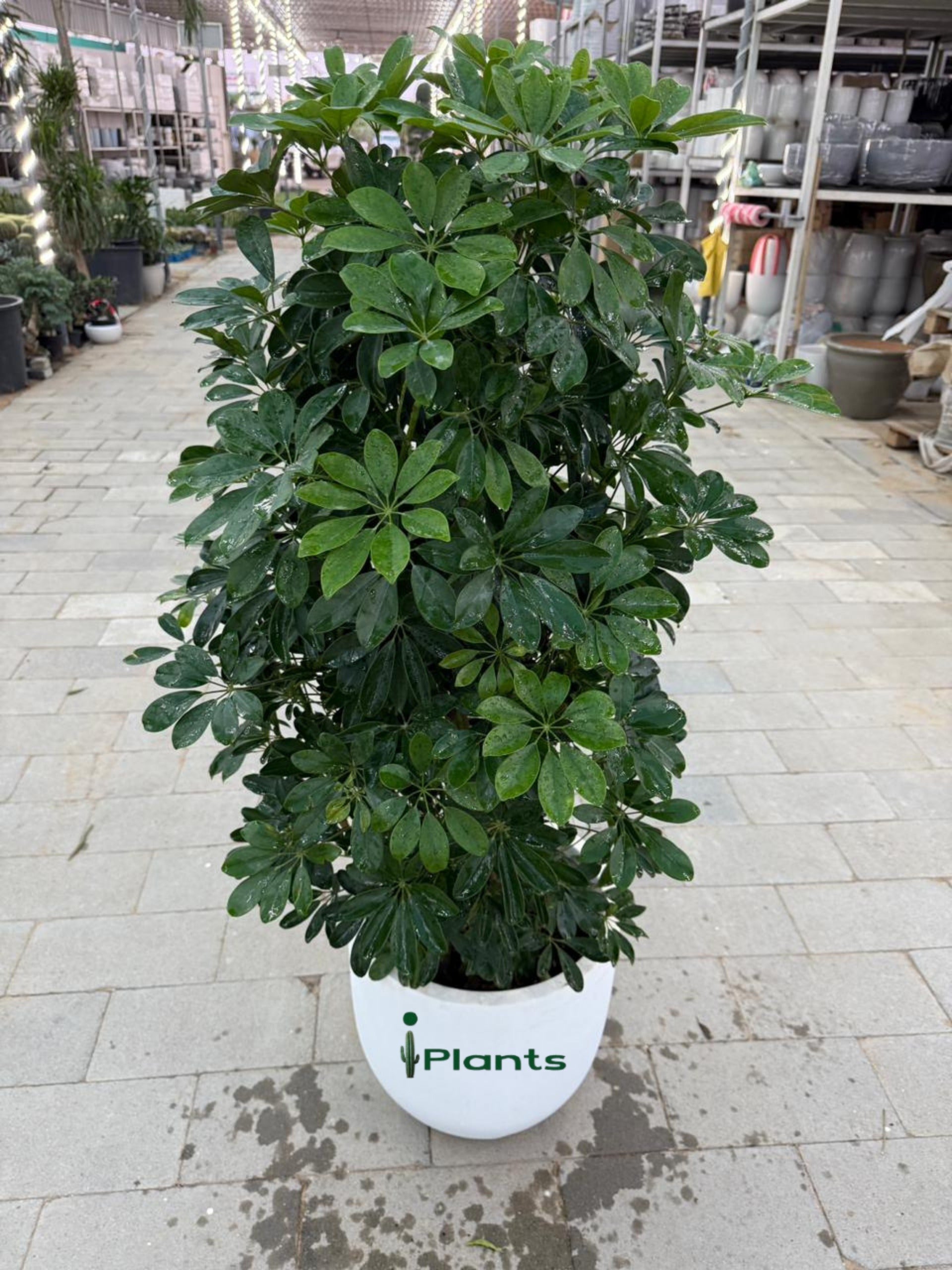 Schefflera Green (Umbrella Plant)